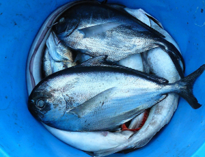 Primerna kuhinja za pripravo rib