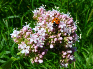 Baldrijan pomaga pri migreni Baldrijan pomaga pri migreni