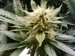 konoplja detoksikacija