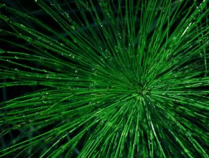 Zelišča za mehur Zelišča za mehur