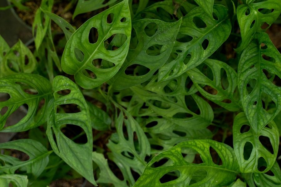 monstera-adansonii