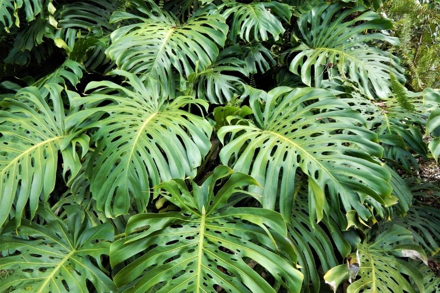 monstera-deliciosa