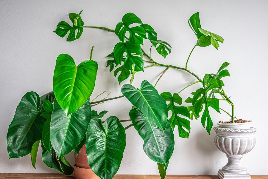 rhaphidophora-tetrasperma